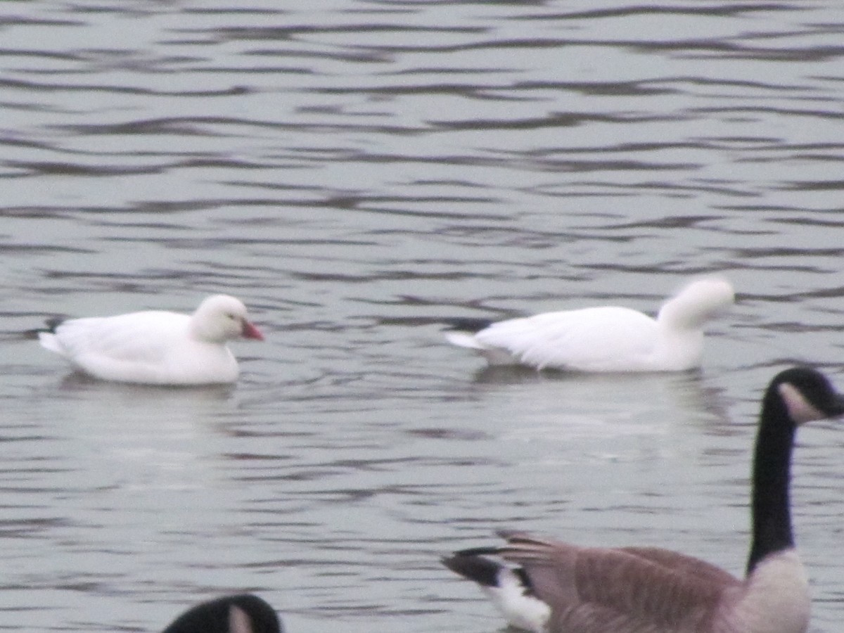 Ross's Goose - Susan Carpenter