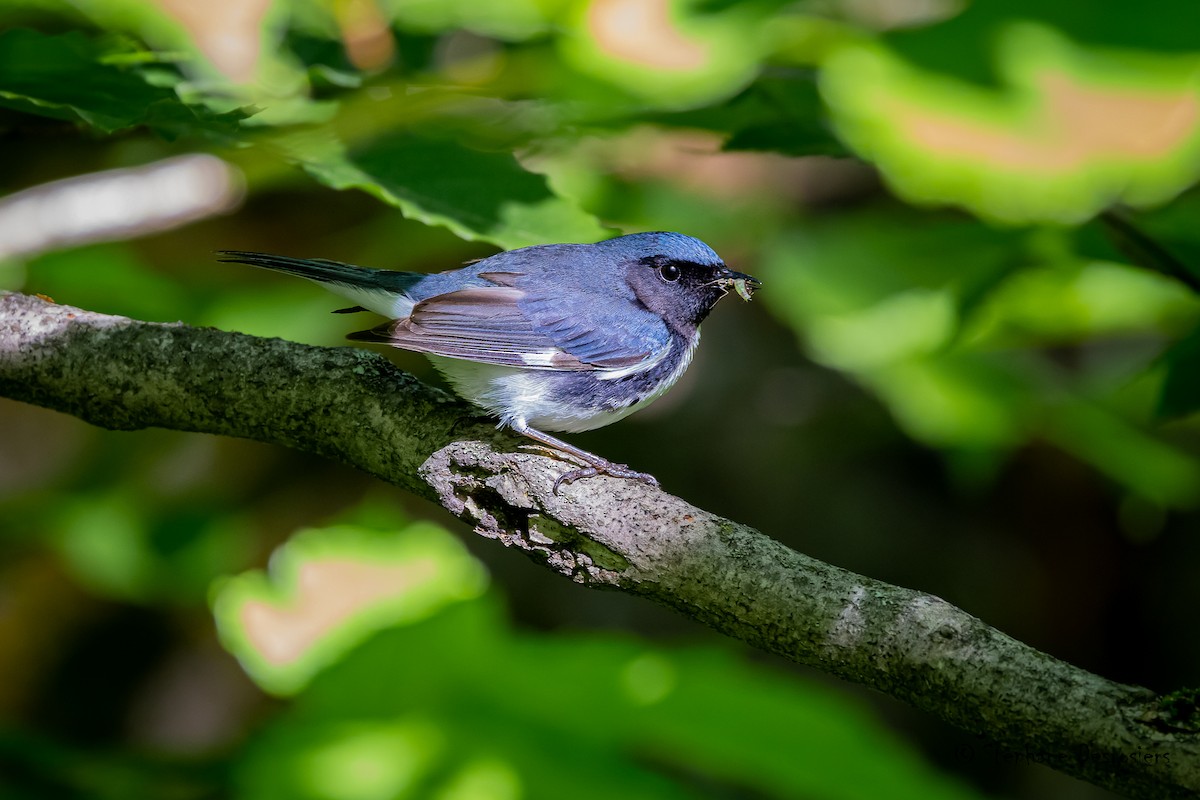 Paruline bleue - ML459298721