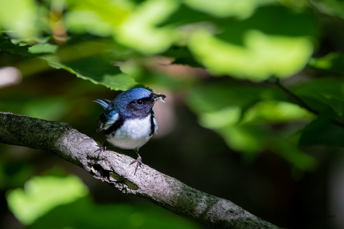 Paruline bleue - ML459298761