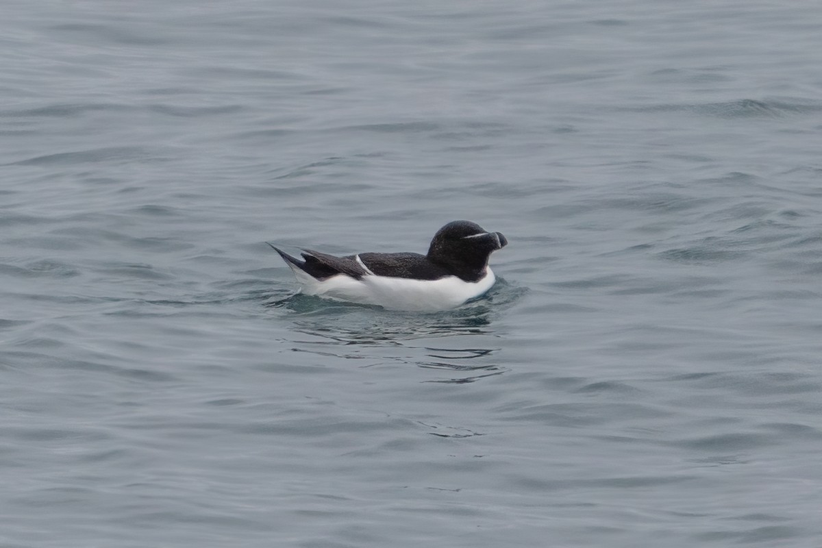 Razorbill - ML459298951