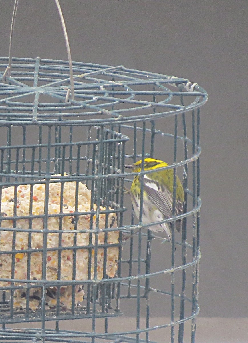 Townsend's Warbler - ML45929901