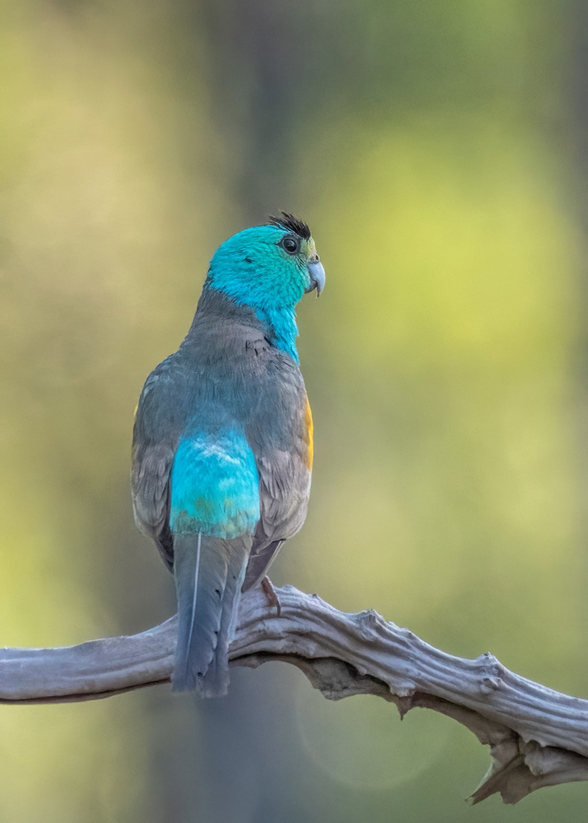 Golden-shouldered Parrot - ML459299091