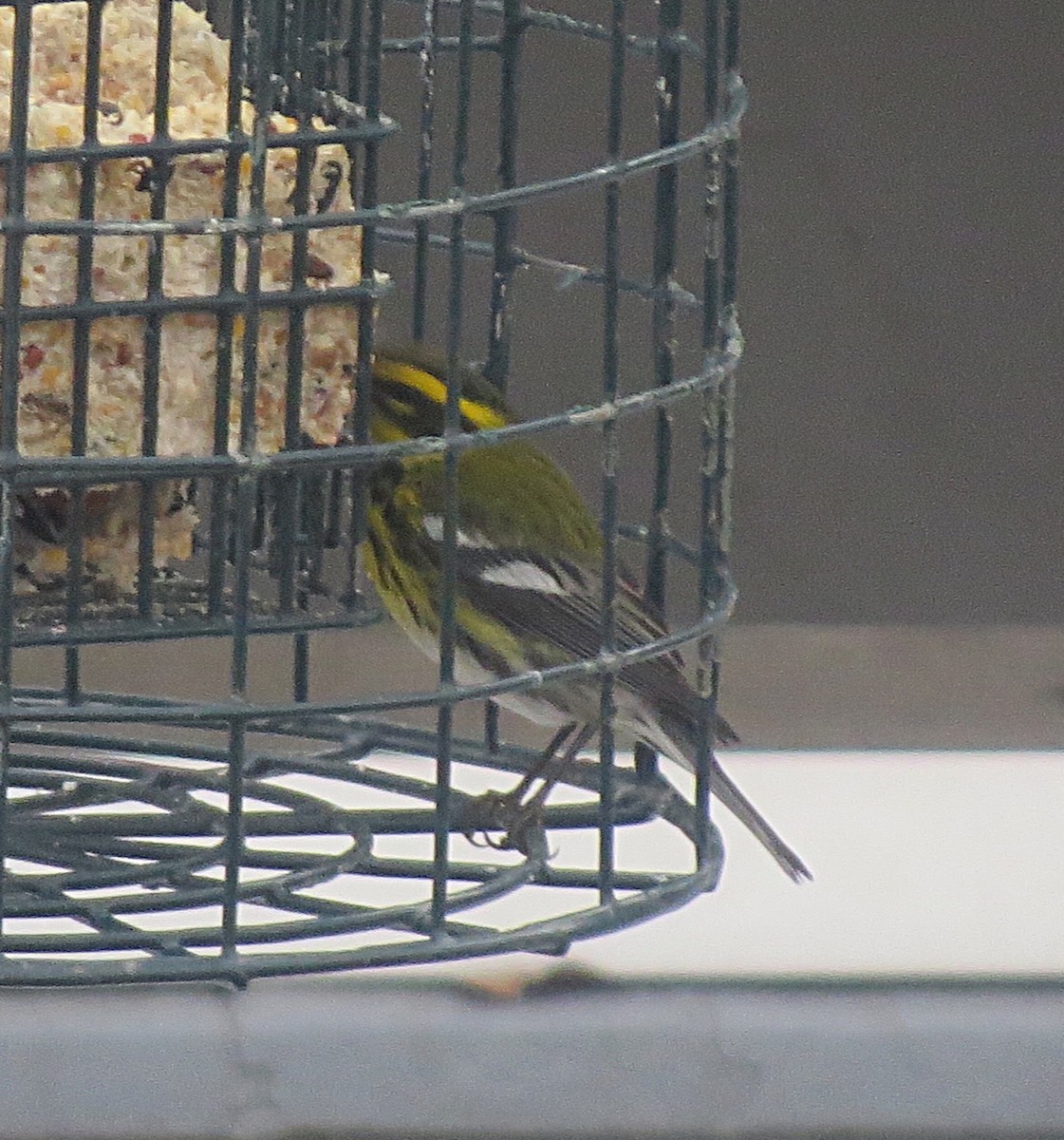 Townsend's Warbler - ML45929911