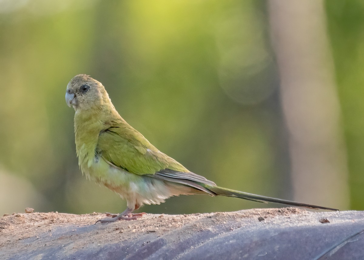 Golden-shouldered Parrot - ML459299121