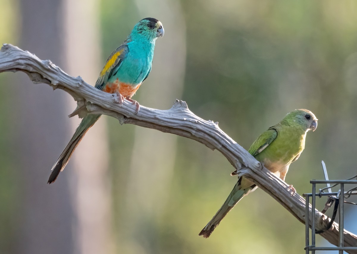 Golden-shouldered Parrot - ML459299181