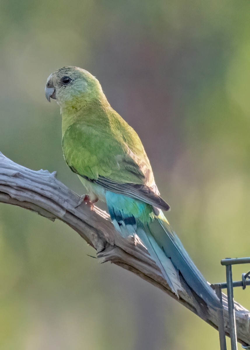 Golden-shouldered Parrot - ML459299191