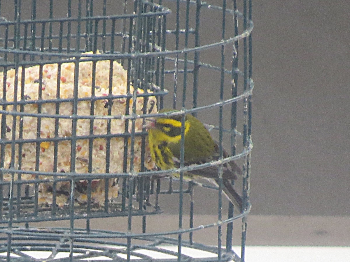 Townsend's Warbler - ML45929921