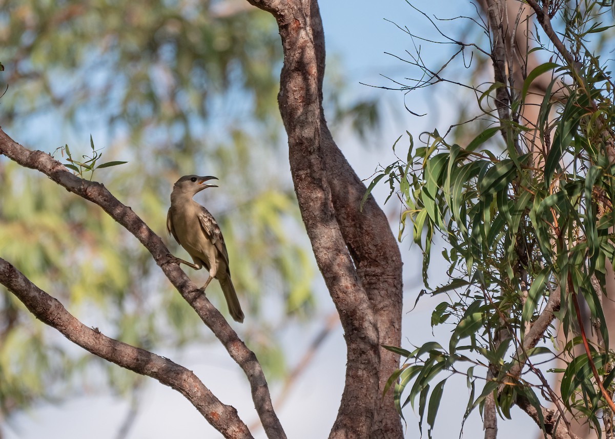 Great Bowerbird - ML459299261