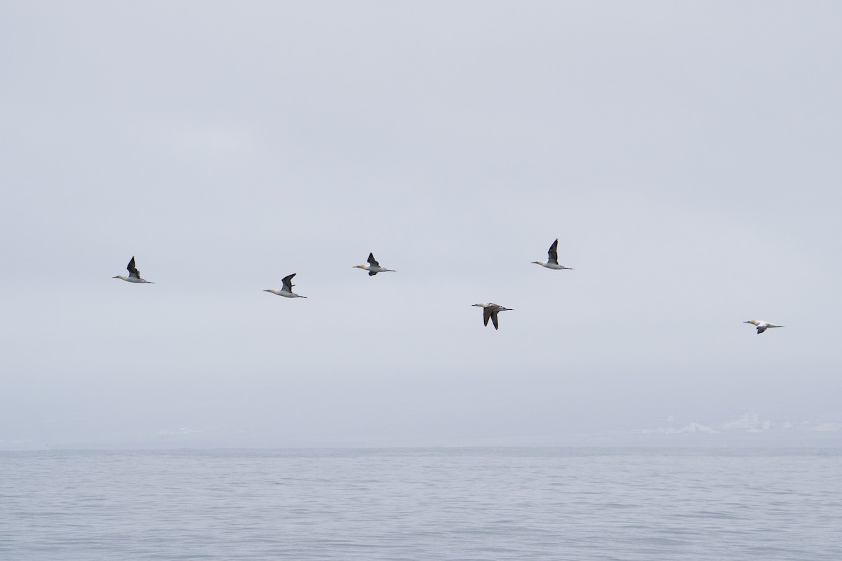 Northern Gannet - ML459299271