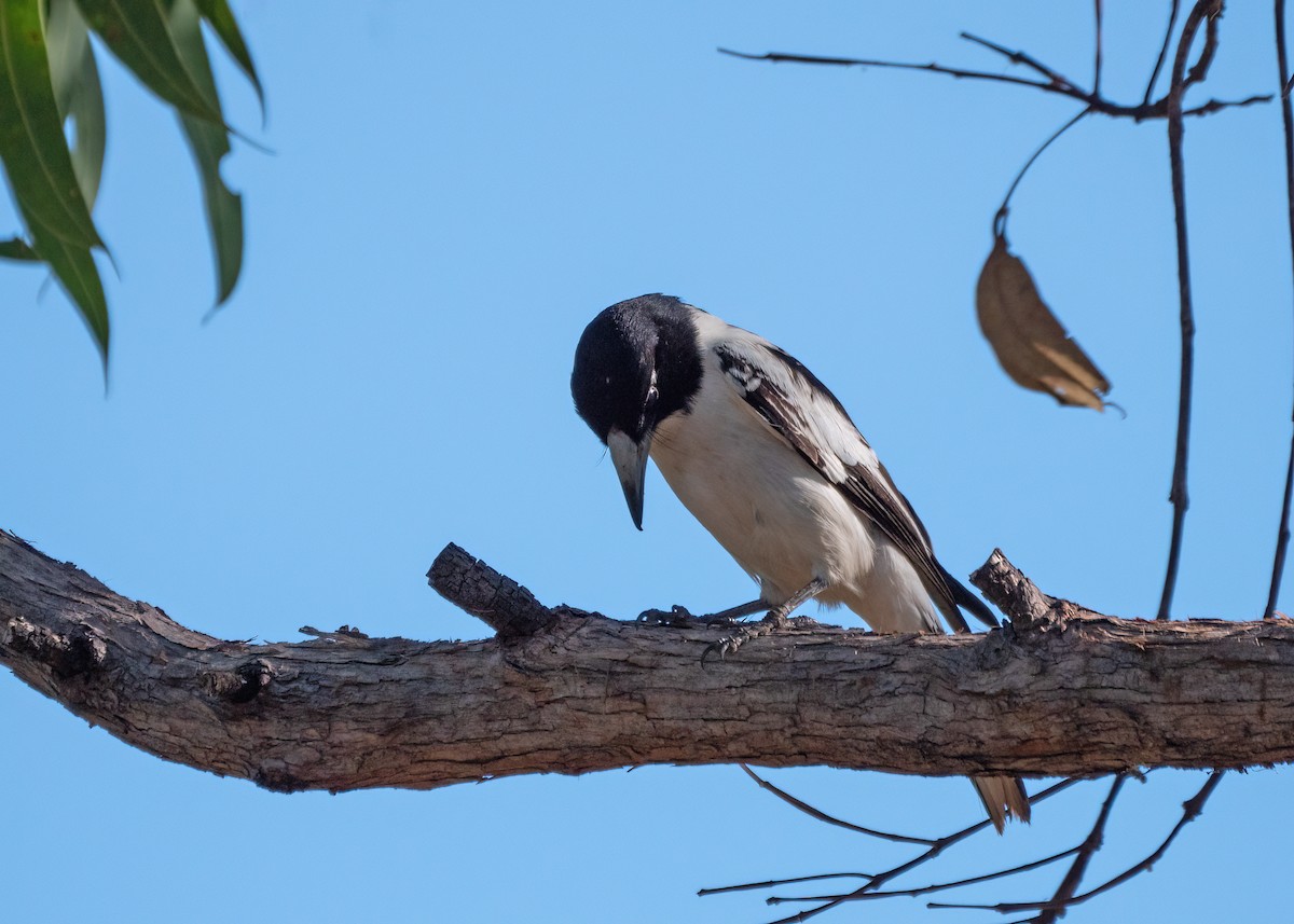 Black-backed Butcherbird - ML459299431