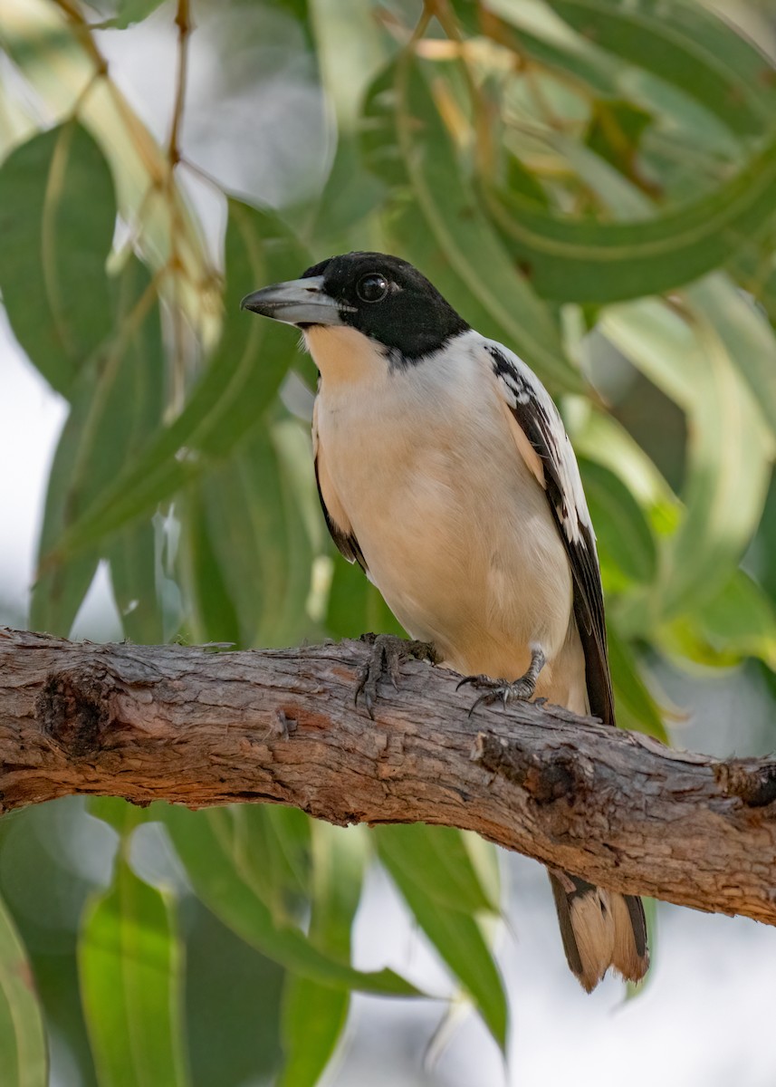 Black-backed Butcherbird - ML459299481