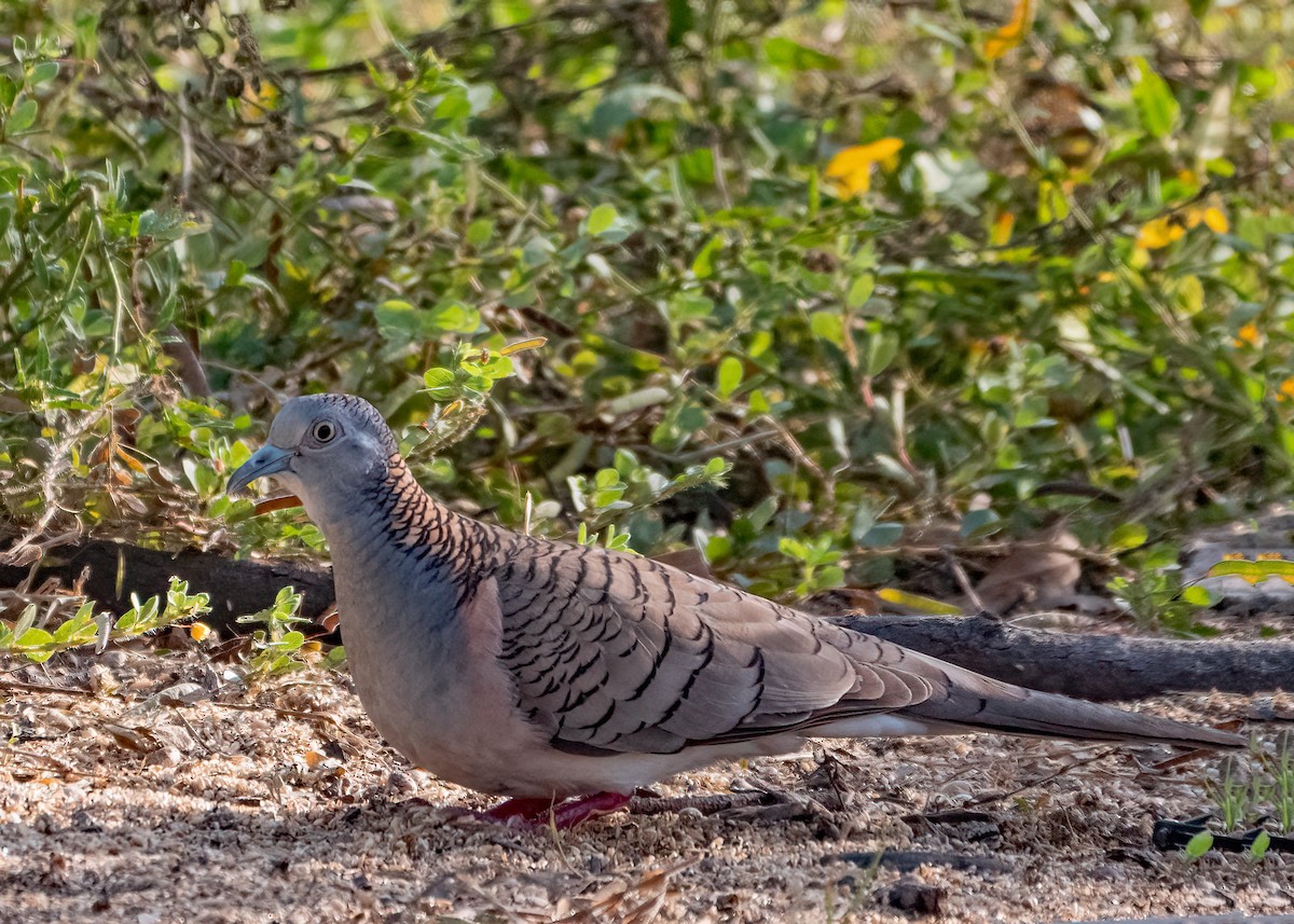 Bar-shouldered Dove - ML459299551