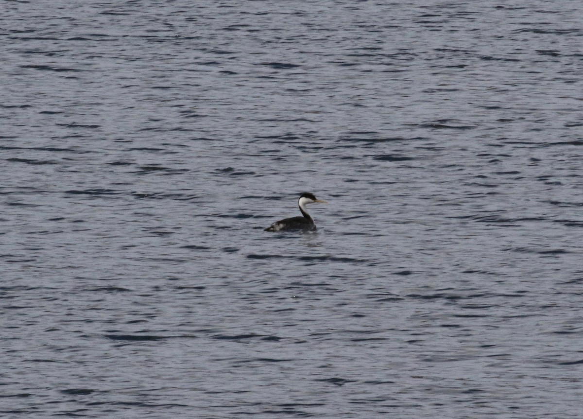 Western Grebe - ML459302441