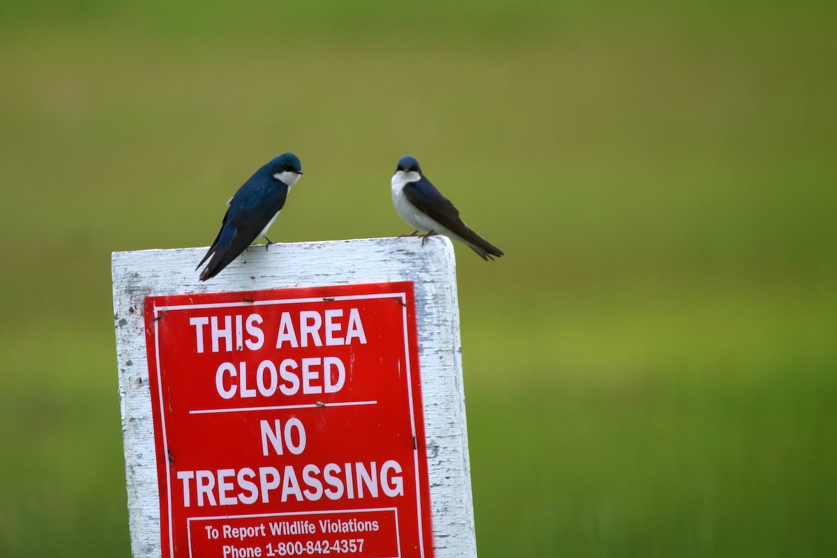 Tree Swallow - ML459302901