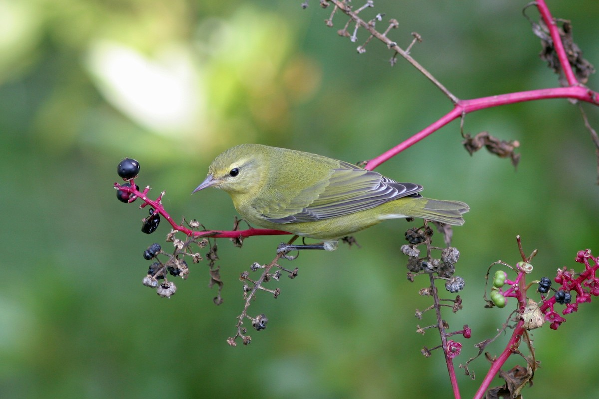 Tennessee Warbler - ML45930341