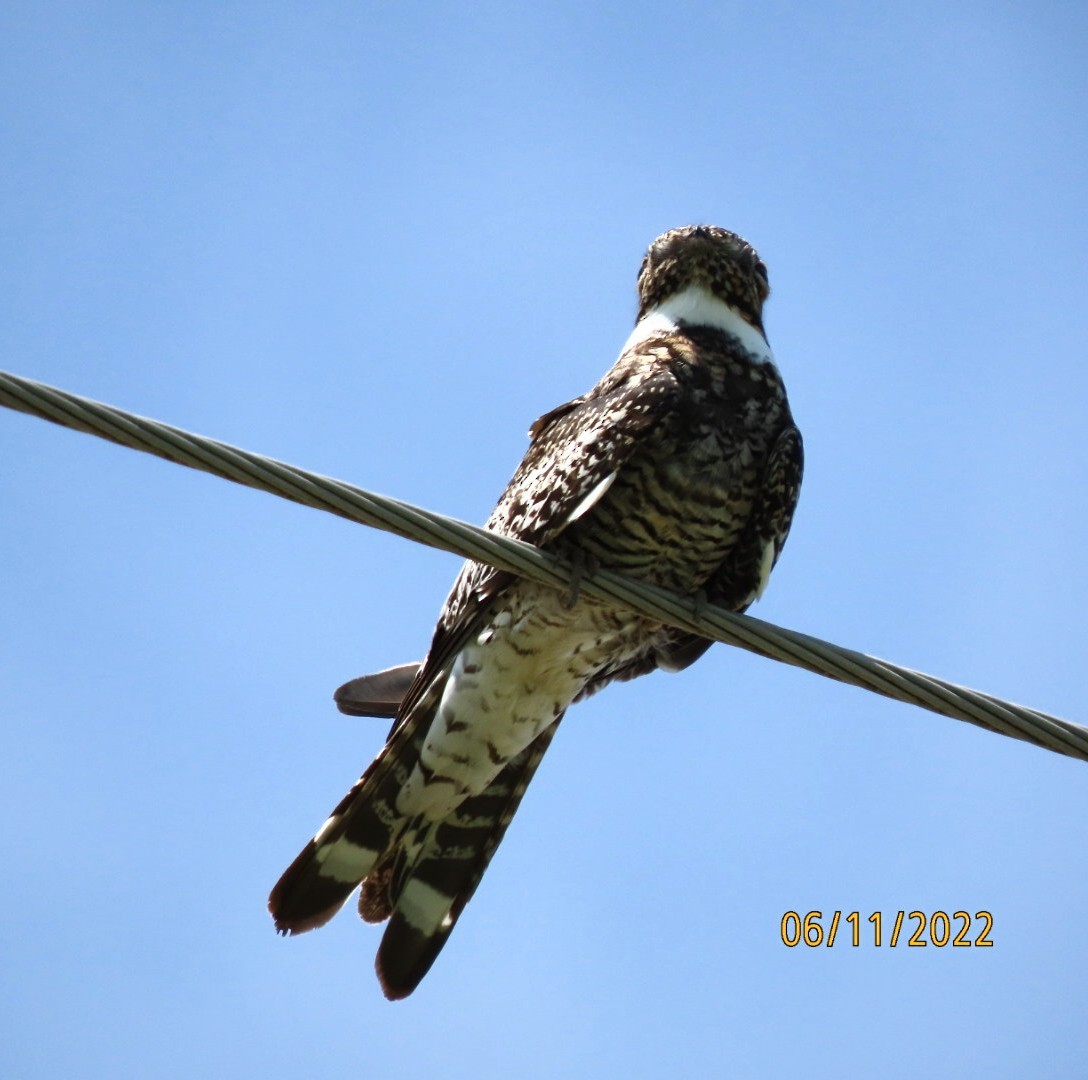 Common Nighthawk - ML459304131