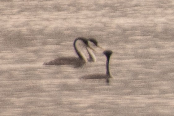 Western Grebe - ML459304541