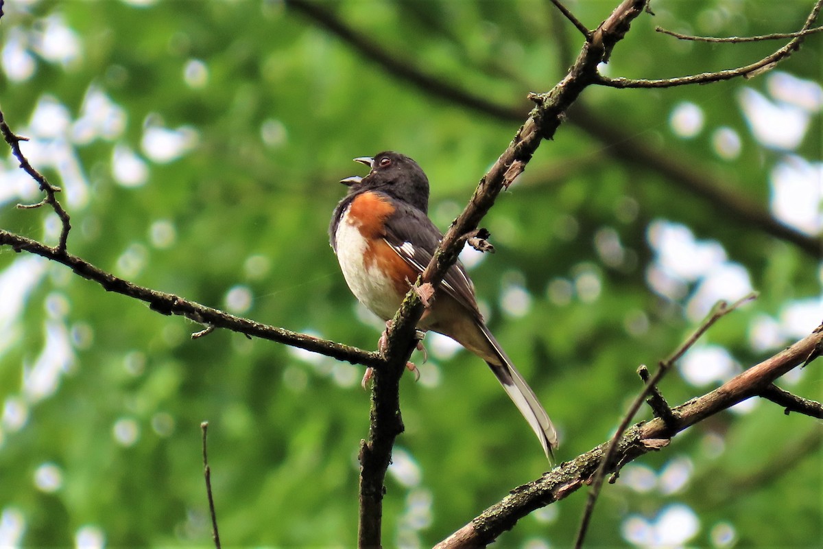 Eastern Towhee - ML459304571