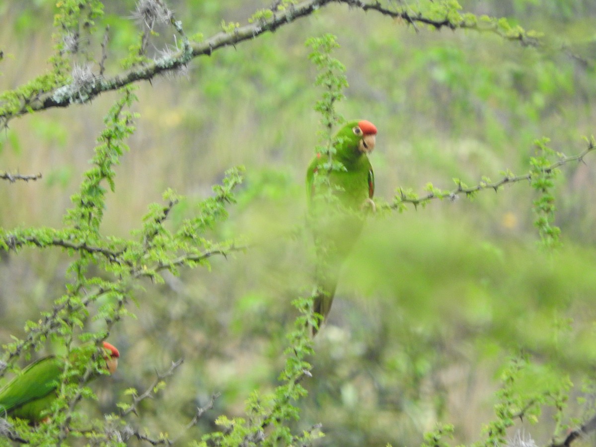 Cordilleran Parakeet - ML459304851