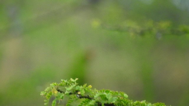 Güneyli Wagler Papağanı - ML459304921