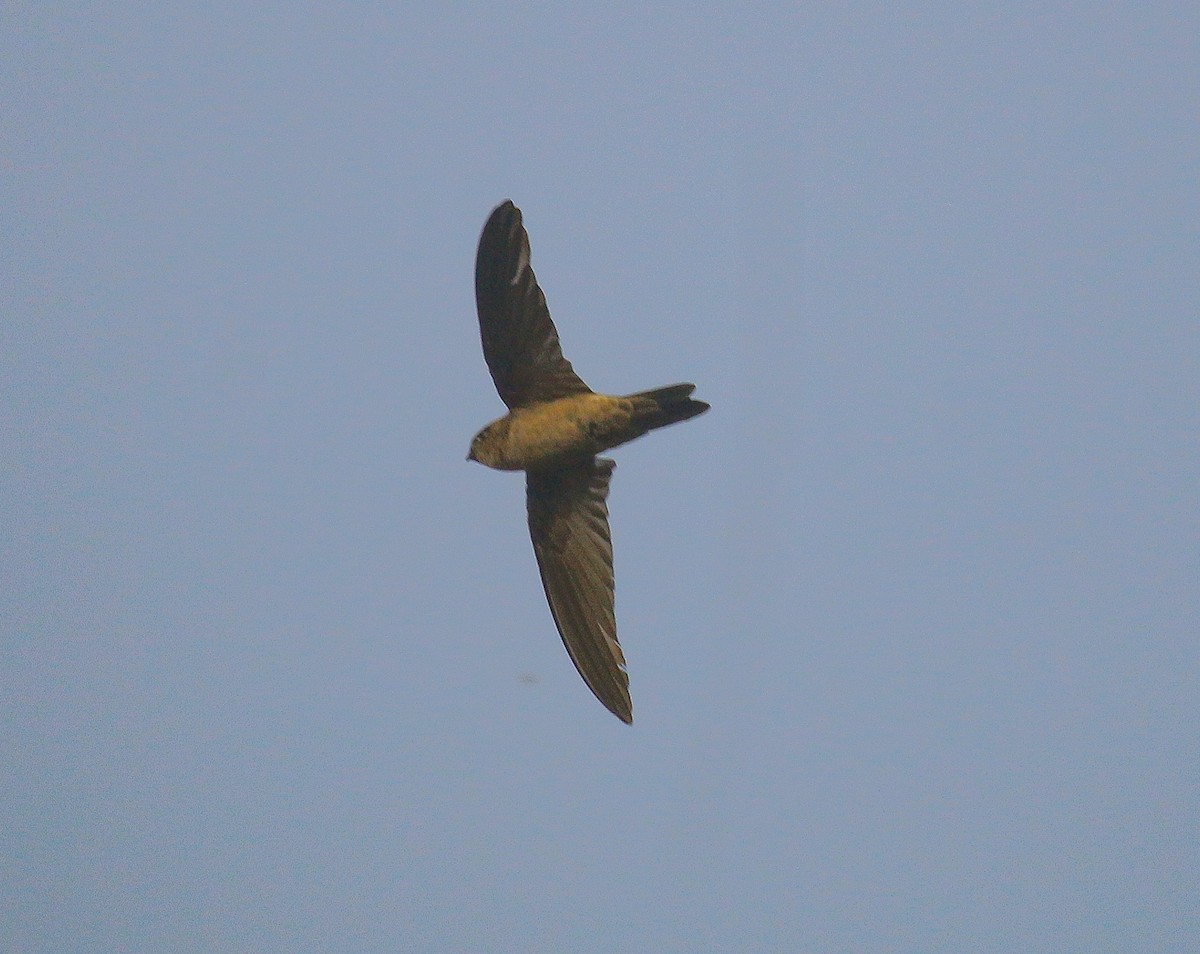 Germain's Swiftlet - Neoh Hor Kee