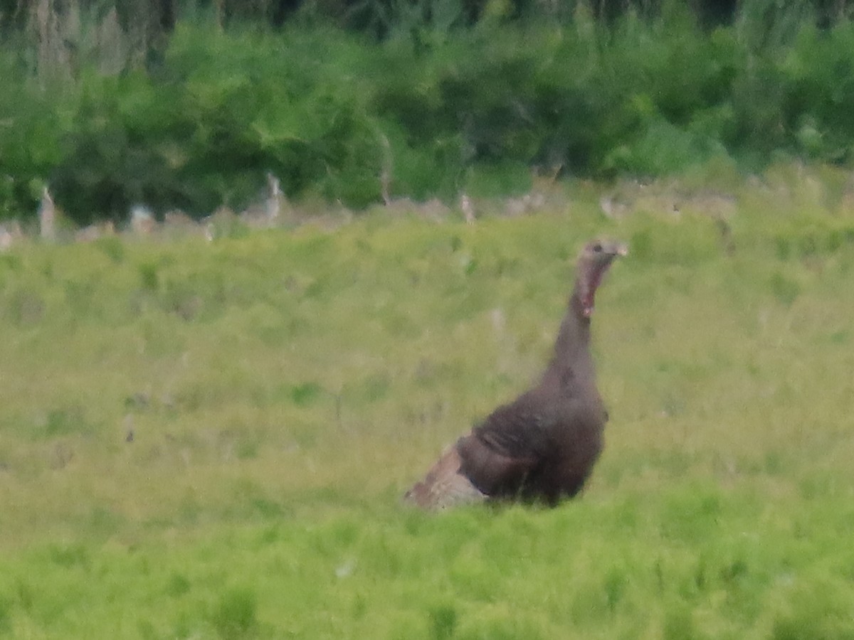 Wild Turkey - Michel J. Chalifoux