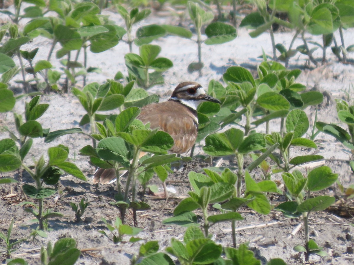 Killdeer - ML459305461