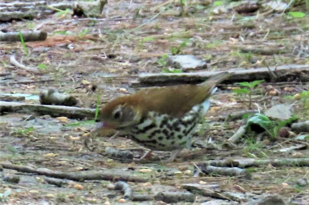 Wood Thrush - ML459305741