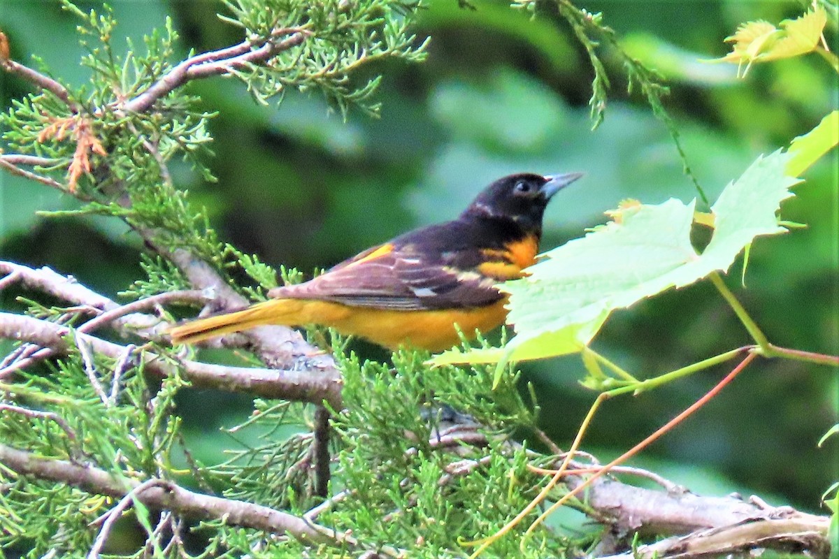 Baltimore Oriole - ML459305981