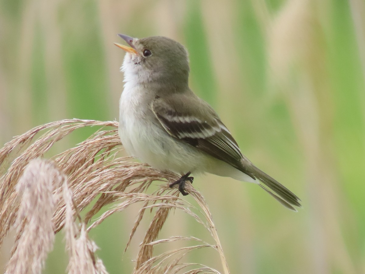 Willow Flycatcher - ML459306251