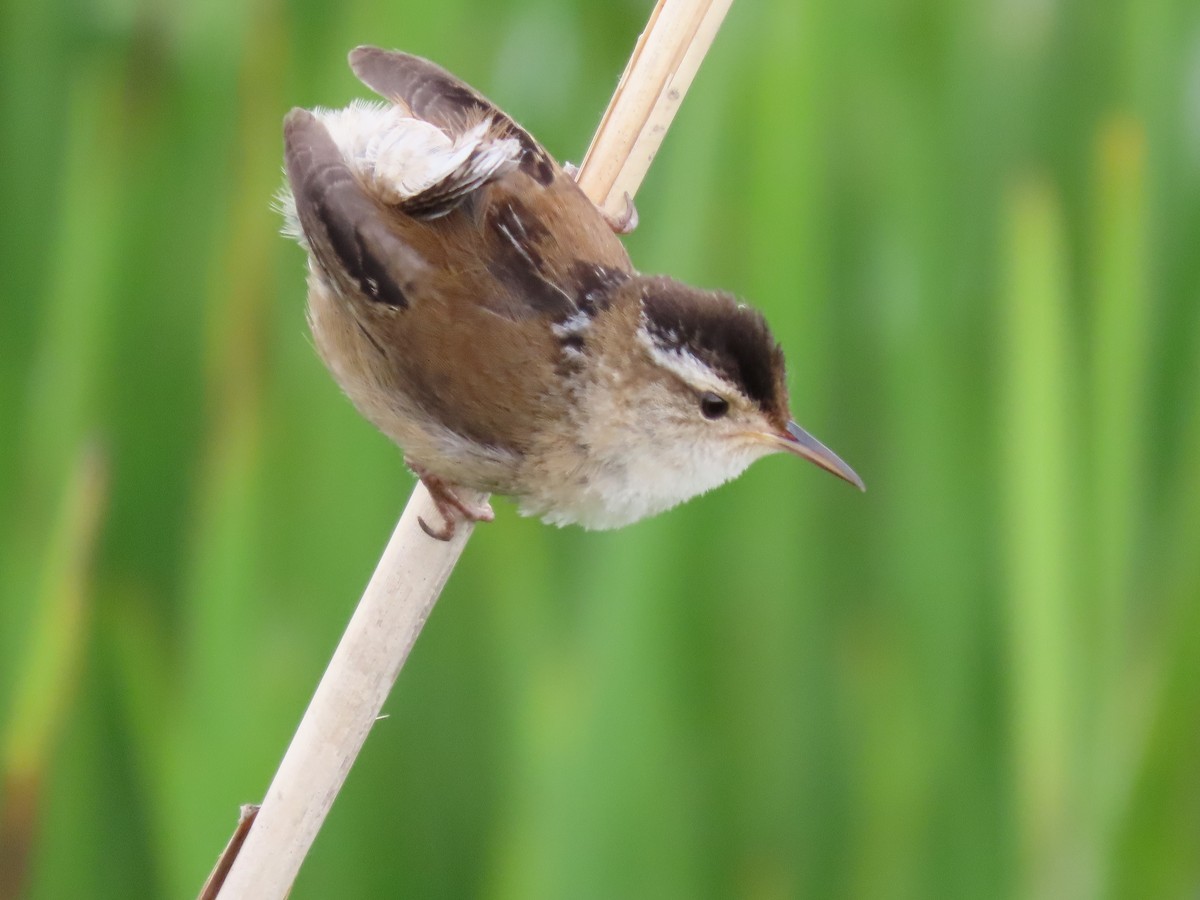 Marsh Wren - Michel J. Chalifoux