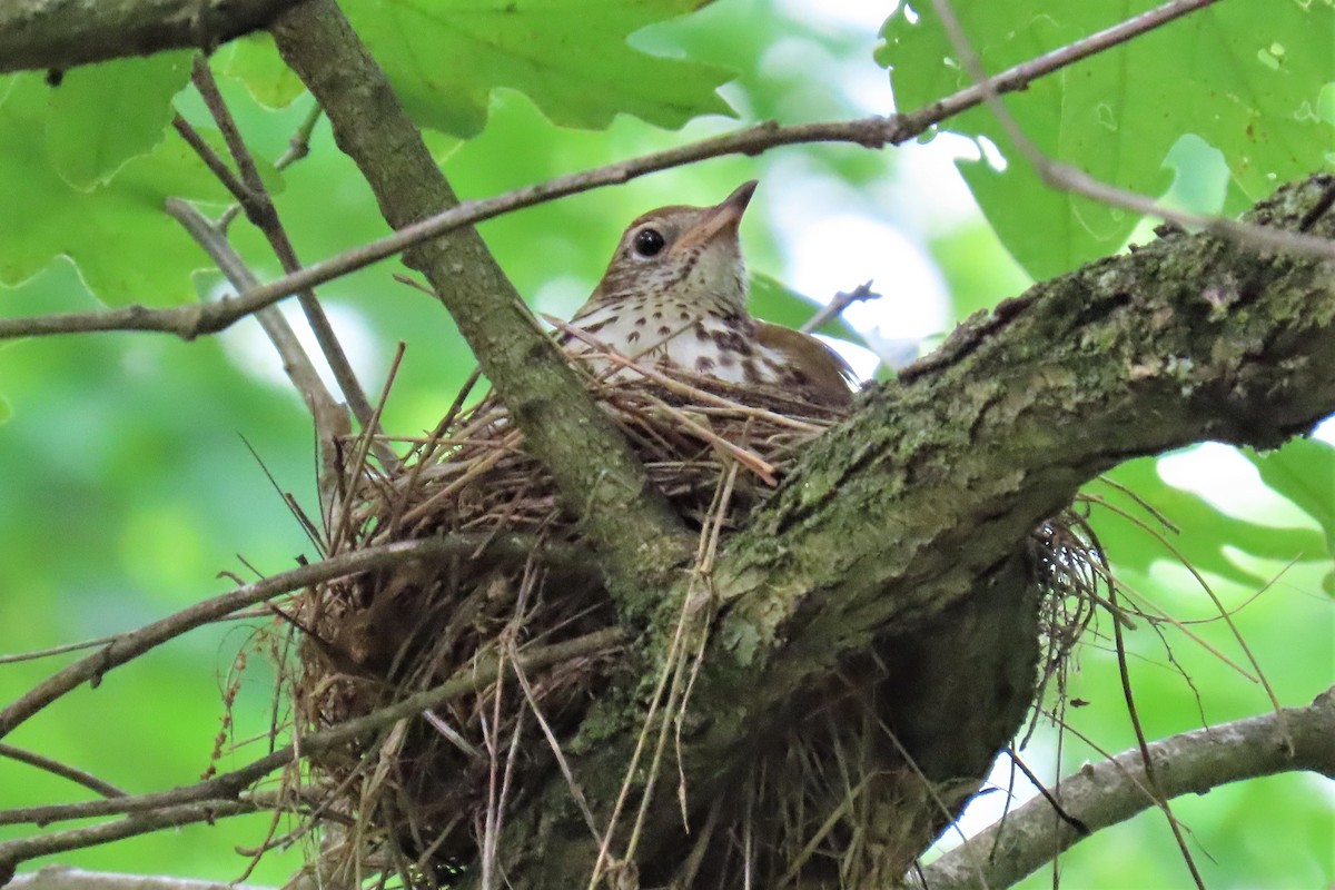 Wood Thrush - ML459306661