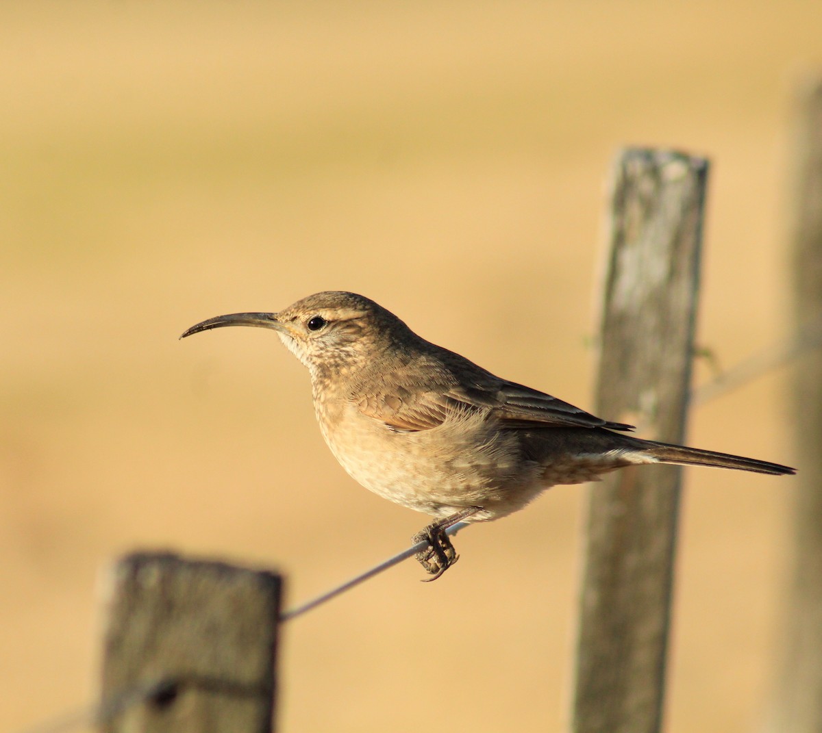 Scale-throated Earthcreeper - ML459306681