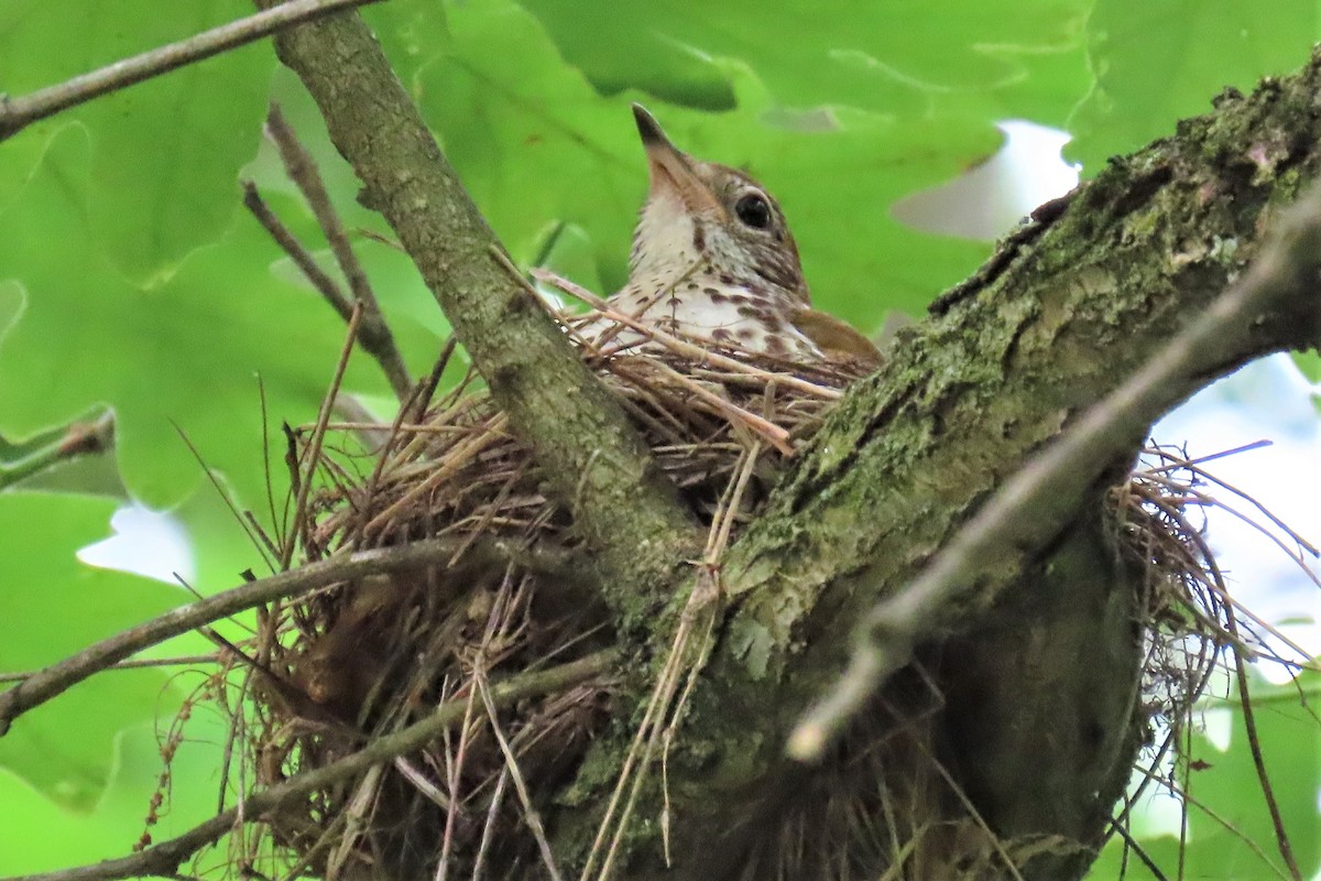 Wood Thrush - ML459306841
