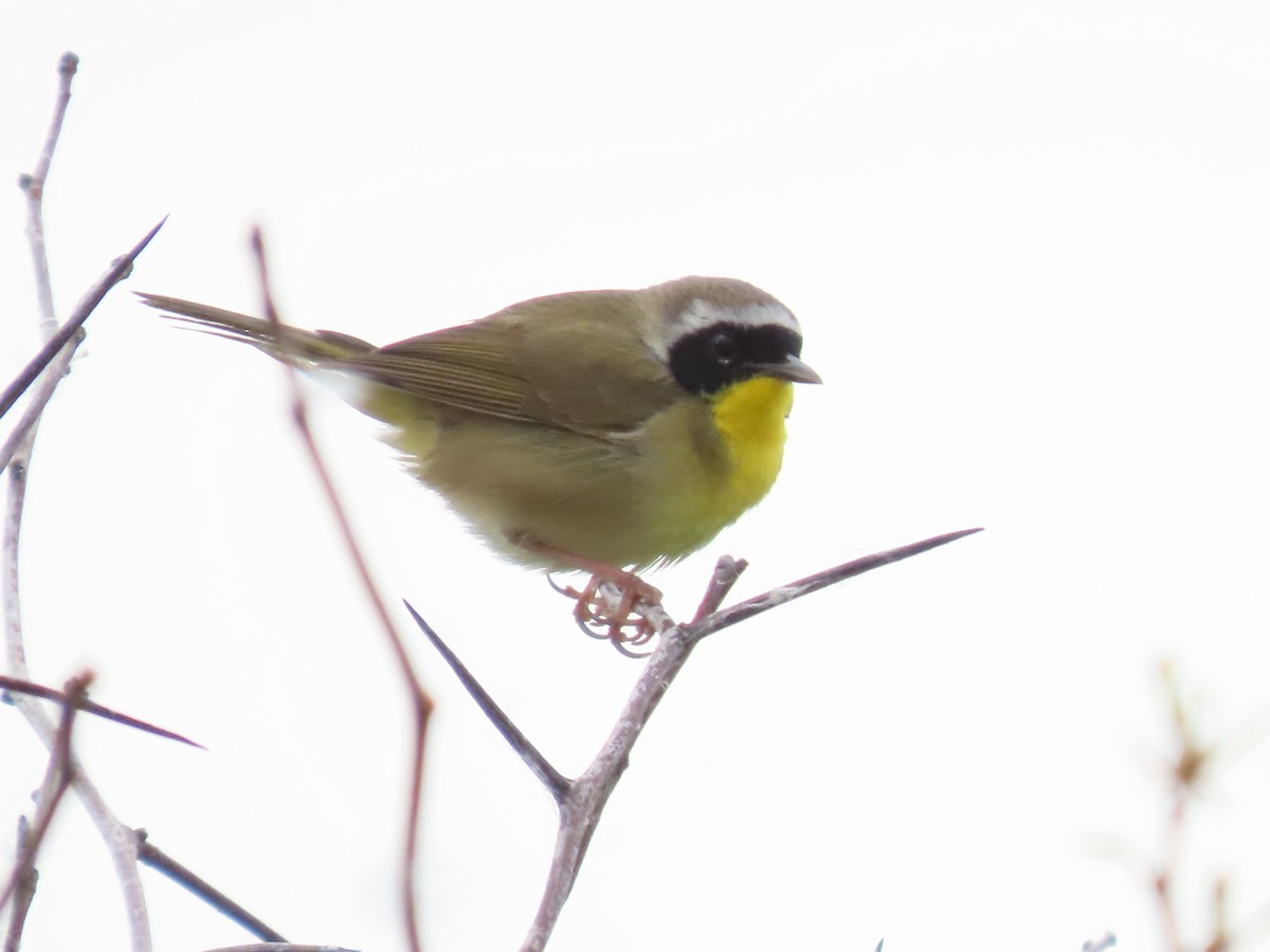 Common Yellowthroat - ML459307651