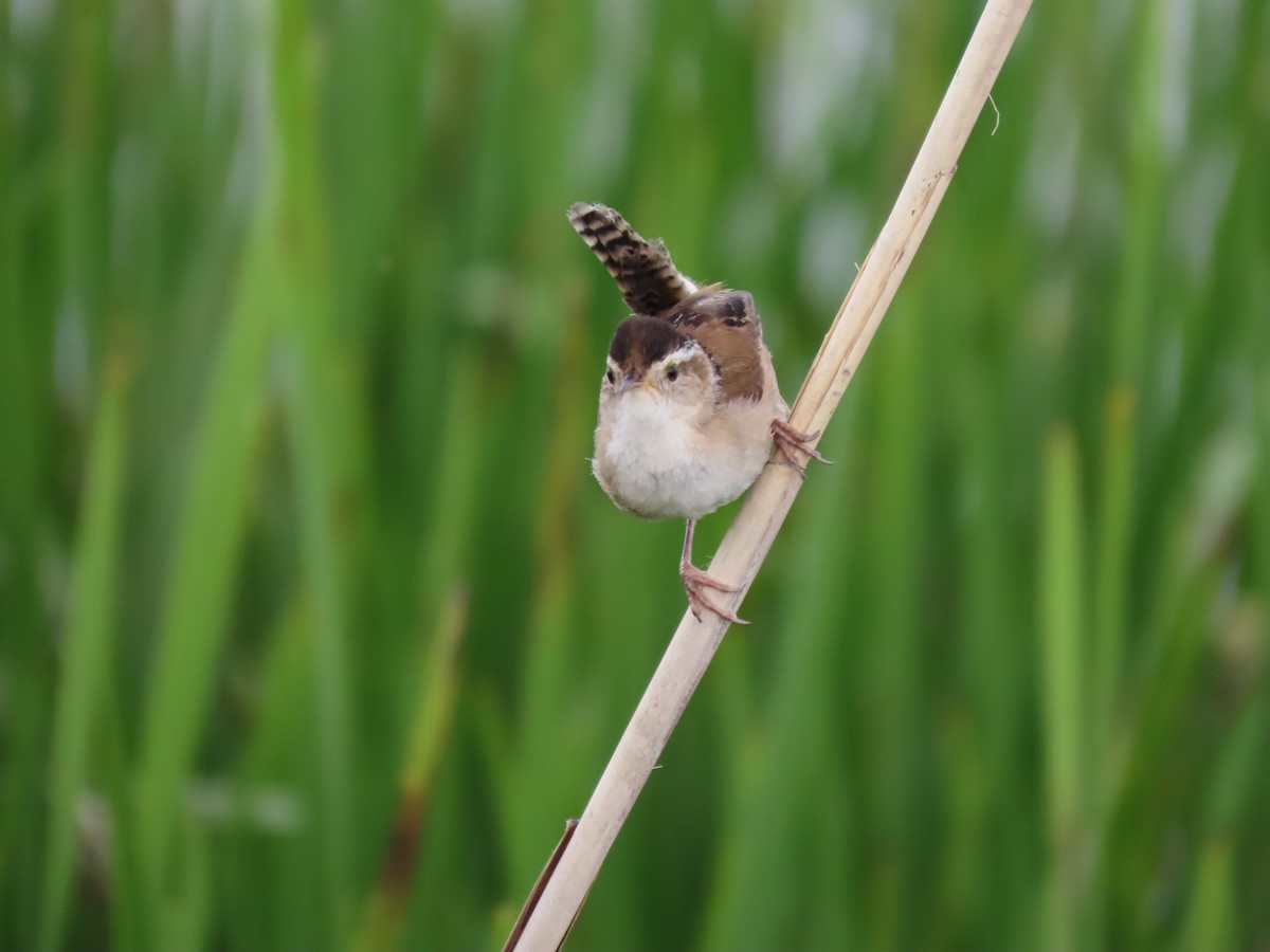 Marsh Wren - ML459308981