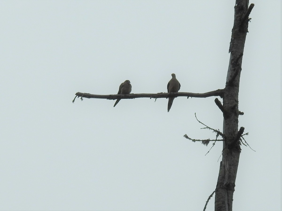 Mourning Dove - ML459311111