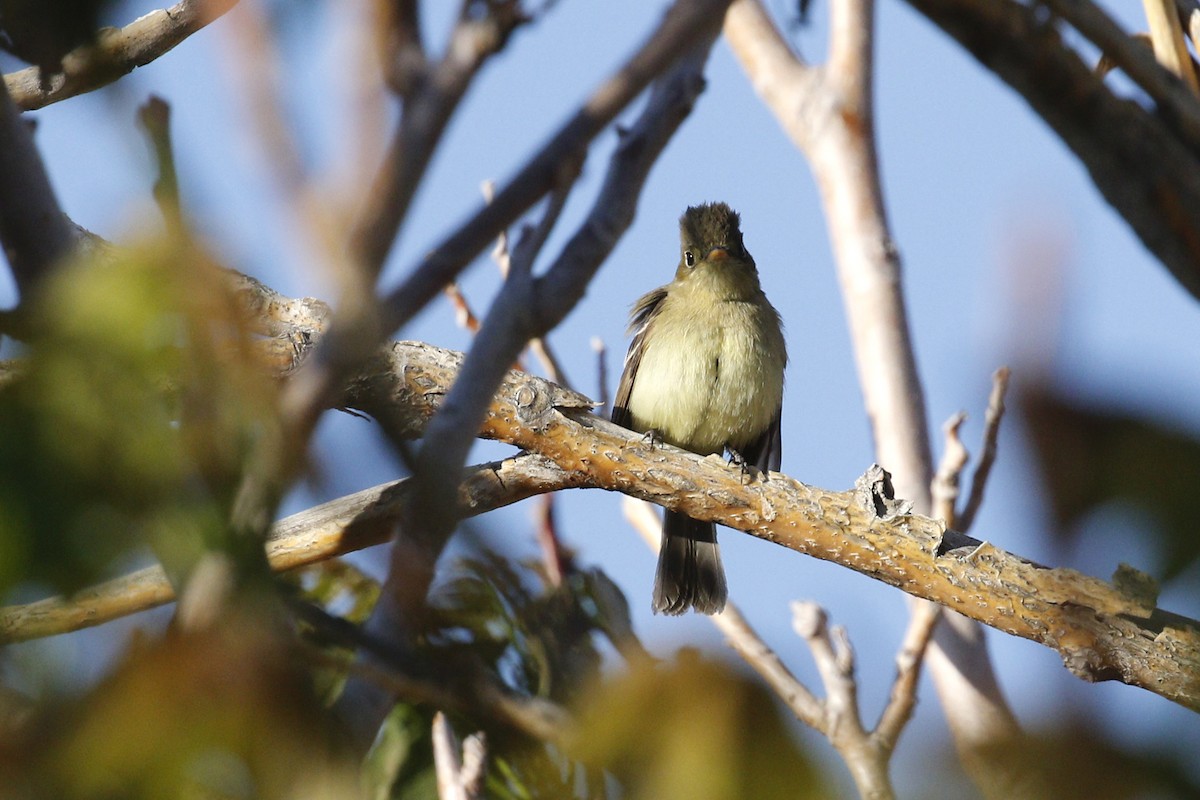 Western Flycatcher (Pacific-slope) - ML459312101