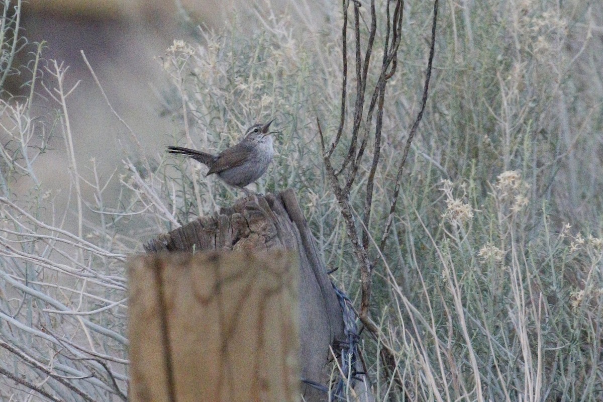 Bewick's Wren - Ted Keyel