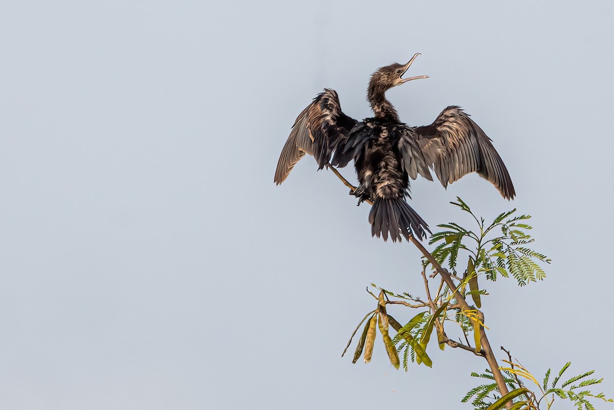 Cormoran de Vieillot - ML459312691