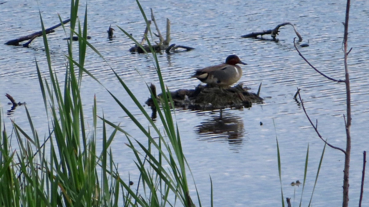 Green-winged Teal - ML459315201