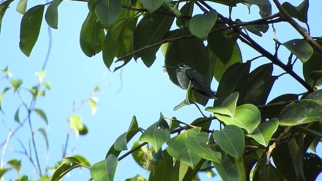 Colibrí Puntiblanco Oriental - ML459315891