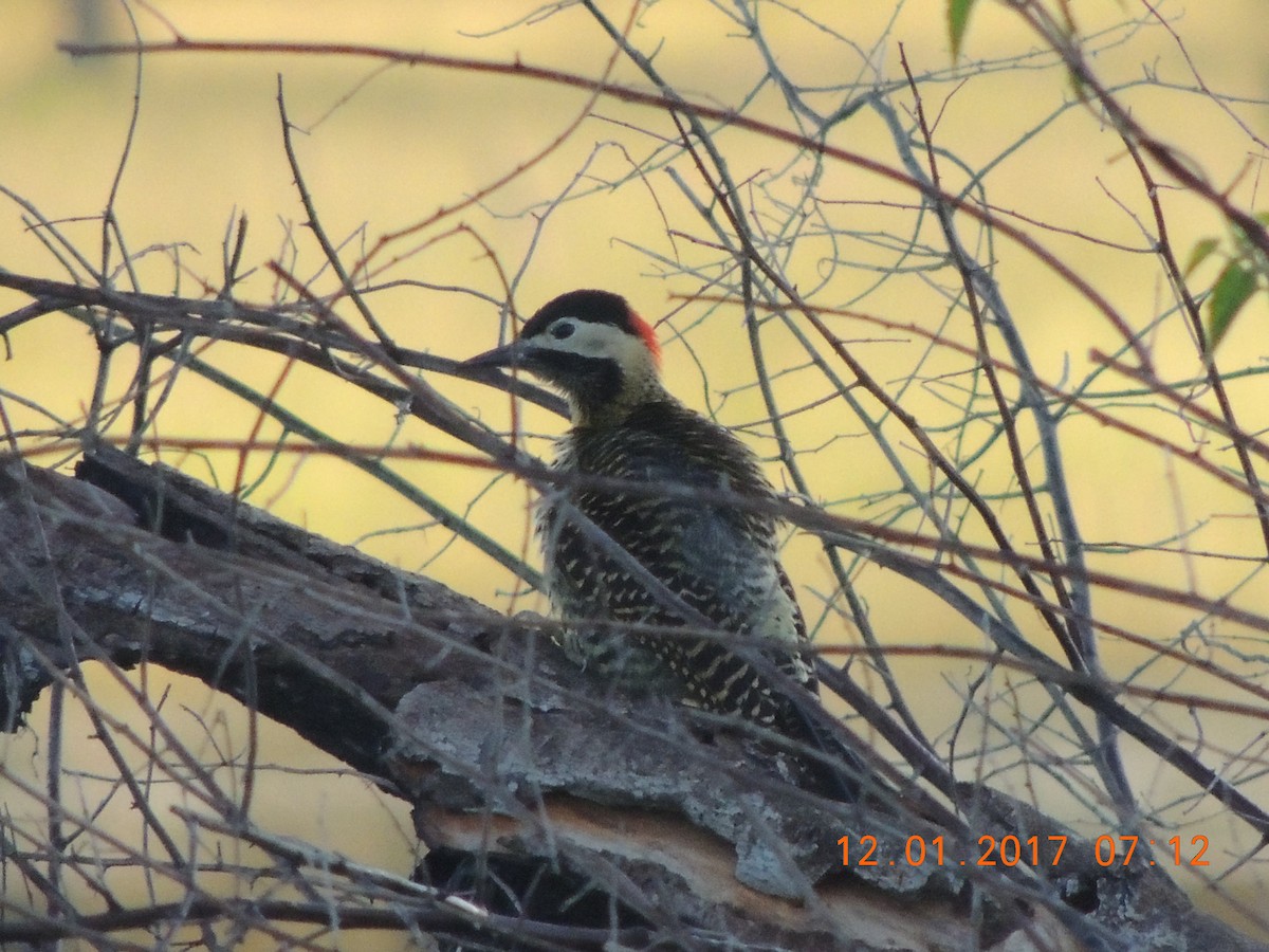 Green-barred Woodpecker - ML45931701