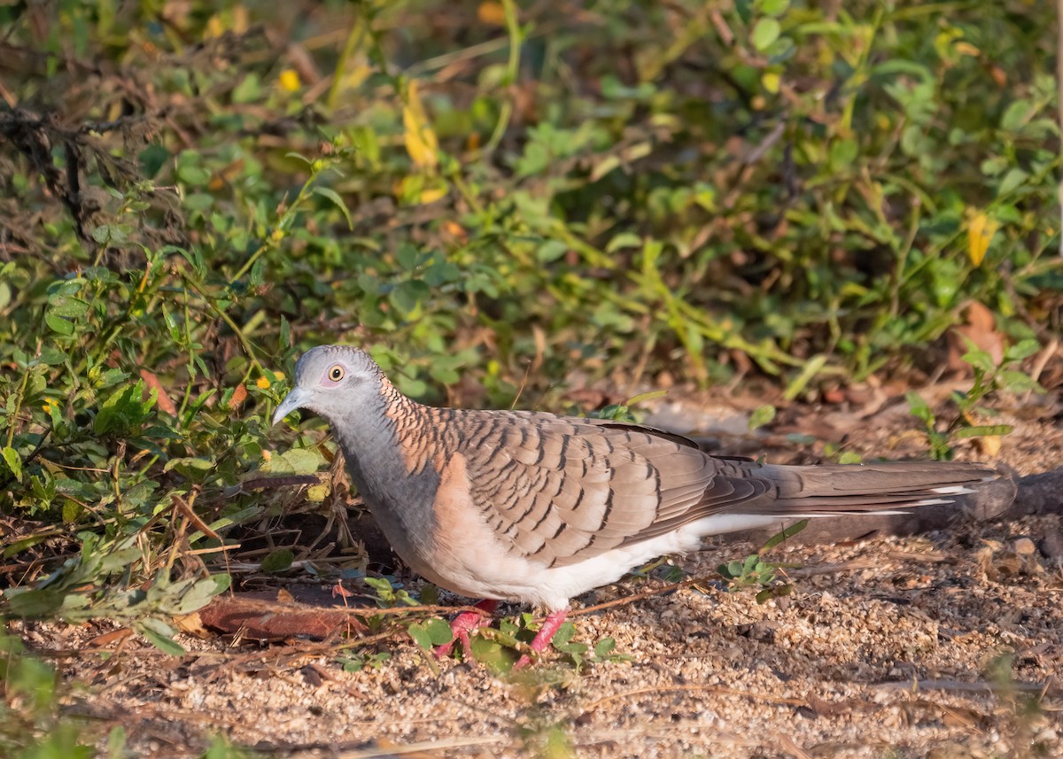 Bar-shouldered Dove - Julie Clark