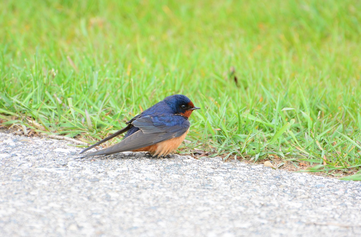 Barn Swallow - James Barber