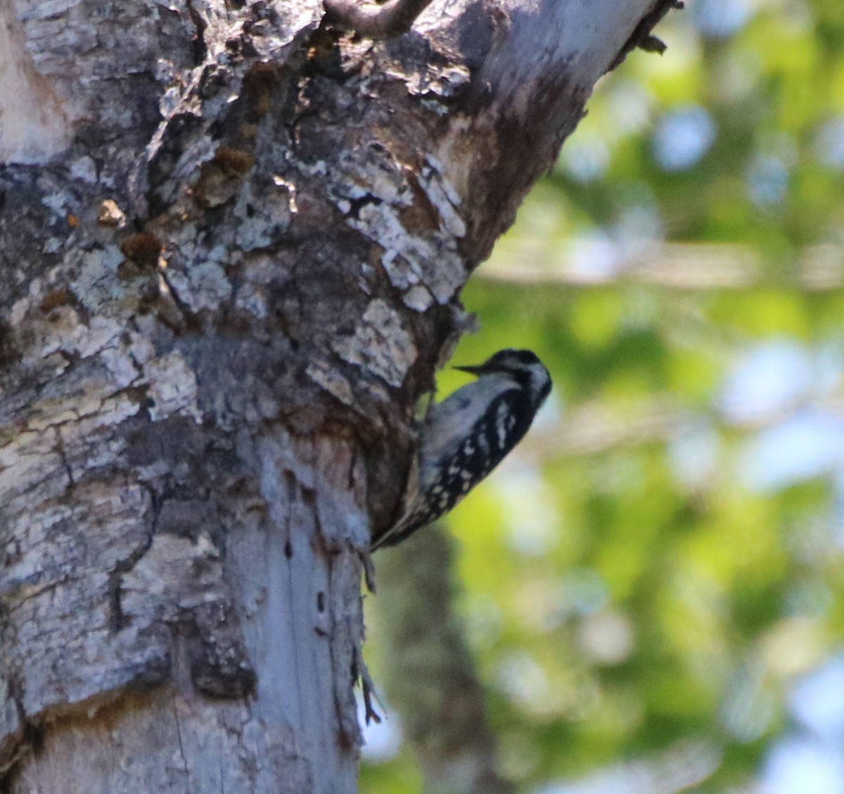 Downy Woodpecker - Kelly Krechmer