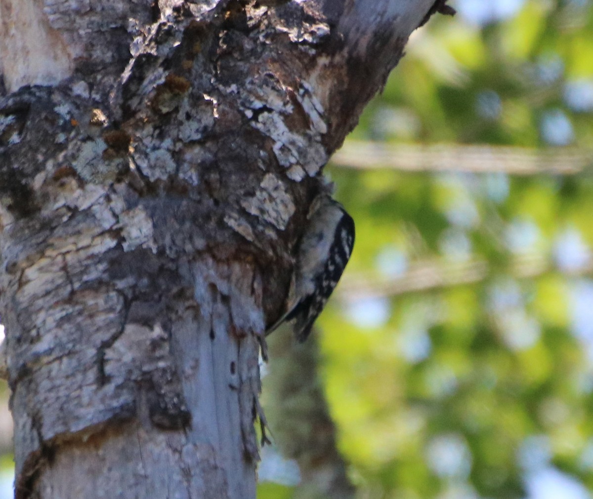 Downy Woodpecker - ML459318091