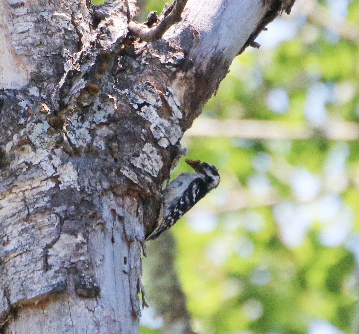 Downy Woodpecker - Kelly Krechmer