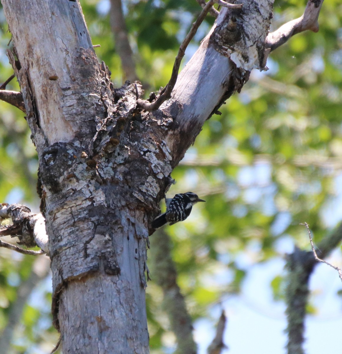 Downy Woodpecker - ML459318121