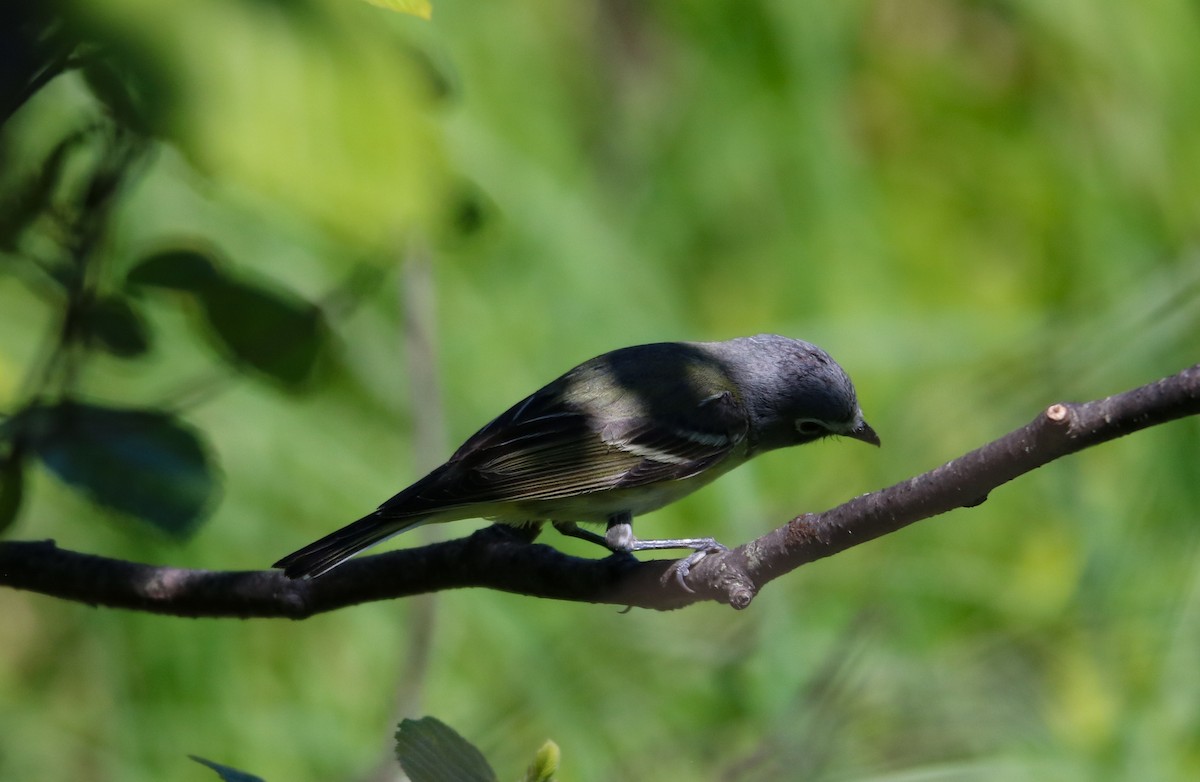 Mavi Başlı Vireo - ML459318371